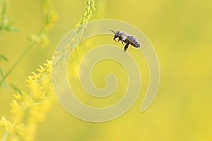 Bee flies to the yellow flowers of sweet clover for nectar