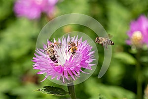 A bee flies towards a purple and white cornflower flower with three bees. Bees collect nectar. Collection of pollen