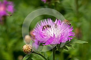 A bee flies towards a purple and white cornflower flower with three bees. Bees collect nectar. Collection of pollen