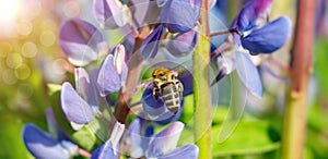 Bee flies up to the flower to collect nectar and pollination