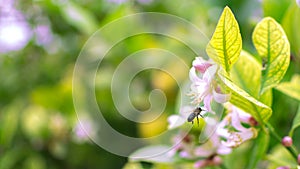 Bee flies up to a poppy flower in a lemon tree. Bee pollinating flower during spring time