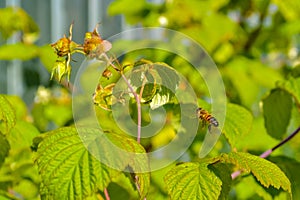 A bee flies up to a raspberry flower for pollination in close-up