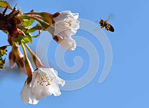 Bee in Flight