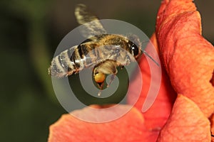 Bee in flight Apis melifera