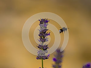 Bee flight around flower lavander