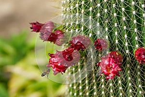 bee in flight pollinating cactus flowers