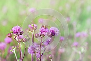 Bee on flourishing burdock