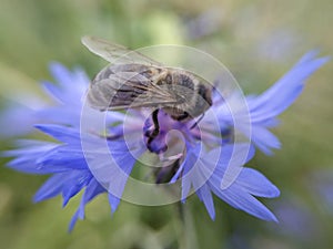 Bee on flover