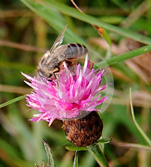 Bee on flower