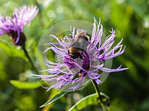 Bee on a flower