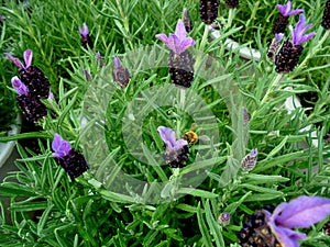 Bee on the flower