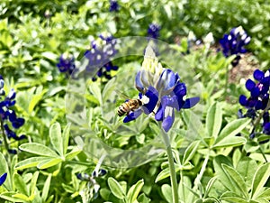 Bee and flower