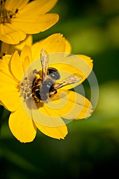 Bee on the flower