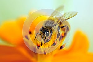 Bee on flower