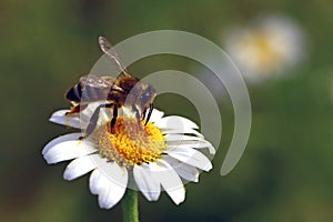 Bee on flower