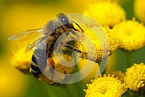 Miel de abeja sobre el flor 