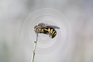 A bee on a flower