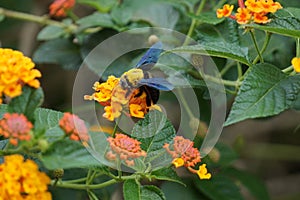 Bee on flower