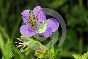 Bee in a flower