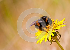 Bee on flower