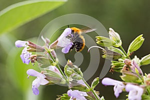 Bee on flower