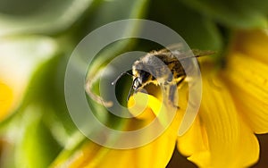 Bee on flower