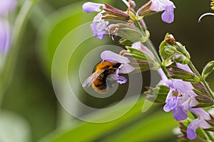 Bee on flower