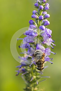 Bee and flower