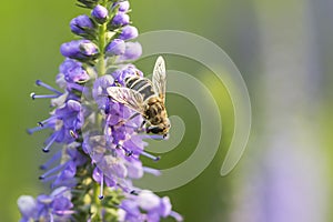 Bee and flower