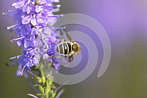 Bee and flower