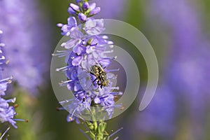 Bee and flower