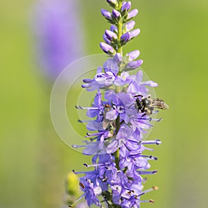 Bee and flower