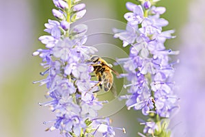 Bee and flower