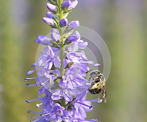 Bee and flower