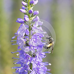 Bee and flower