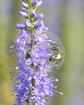 Bee and flower