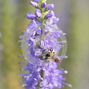 Bee and flower