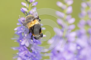 Bee and flower