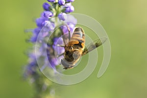 Bee and flower