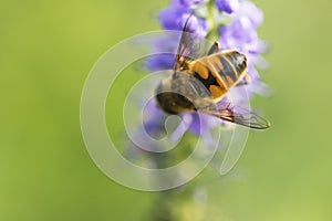 Bee and flower