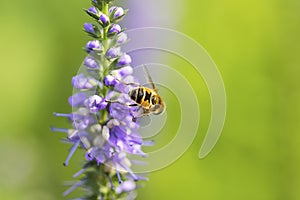 Bee and flower