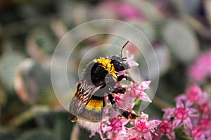 A bee on a flower