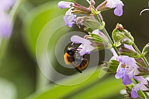 Bee on flower 2