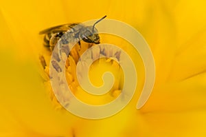 bee in flower