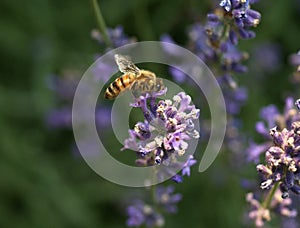 Včela na kvetina 
