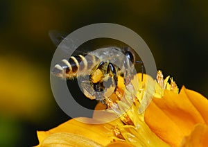 Miel de abeja a flor 