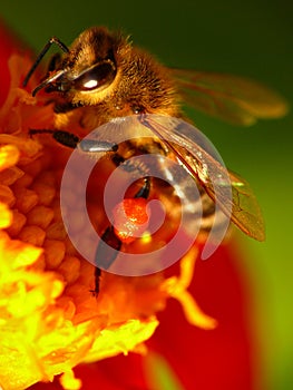 Bee on a flower