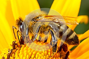 Bee on the flower