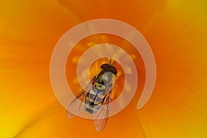 Bee in Flower