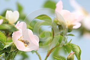 Bee on a flower